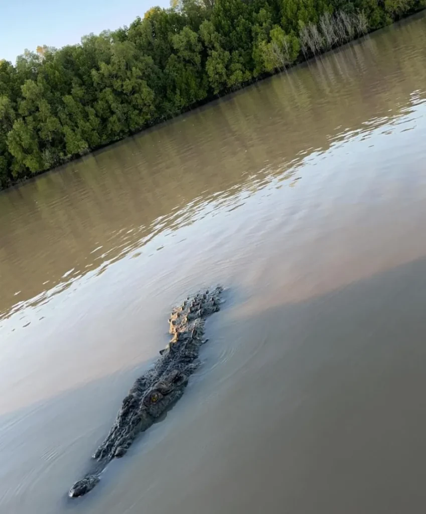 Adelaide River Queen Jumping Crocodile Cruises