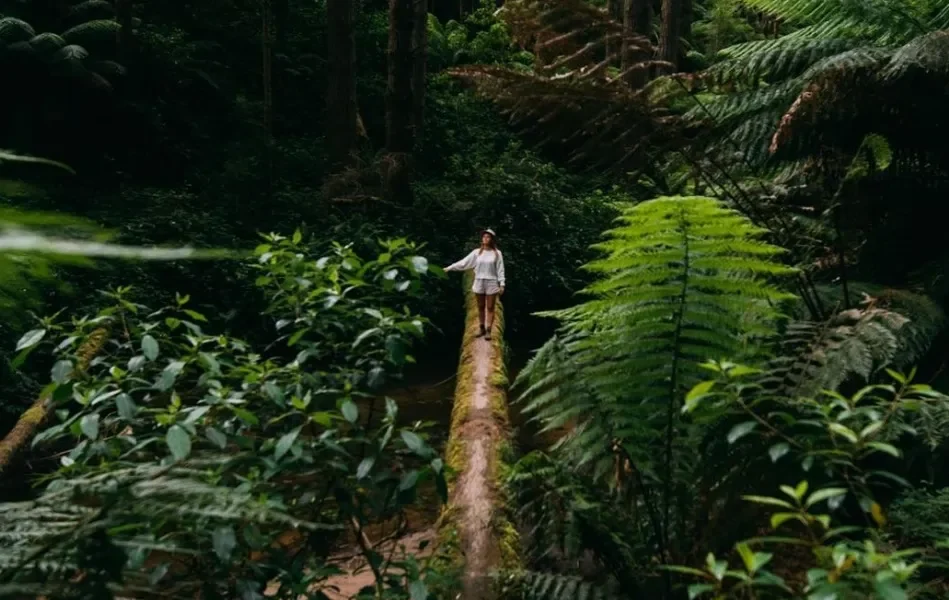 Hiking the Otway Ranges