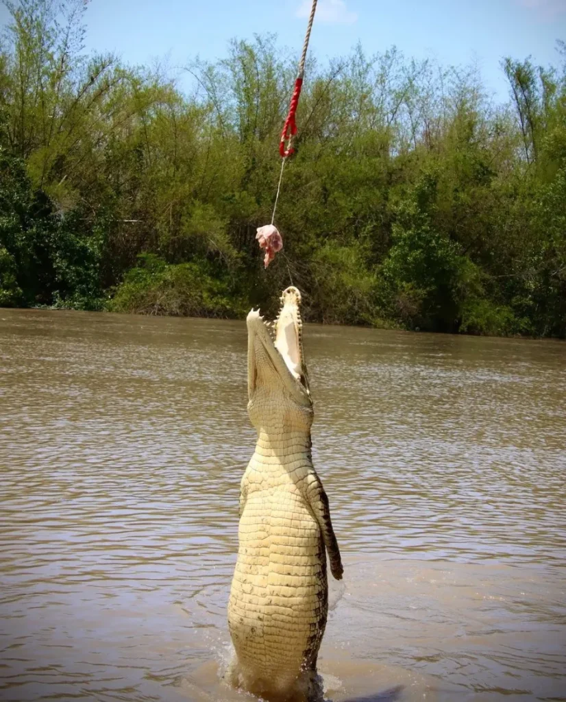 Jumping Crocodile Cruise