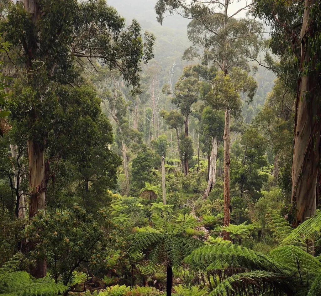 Mountain Ash