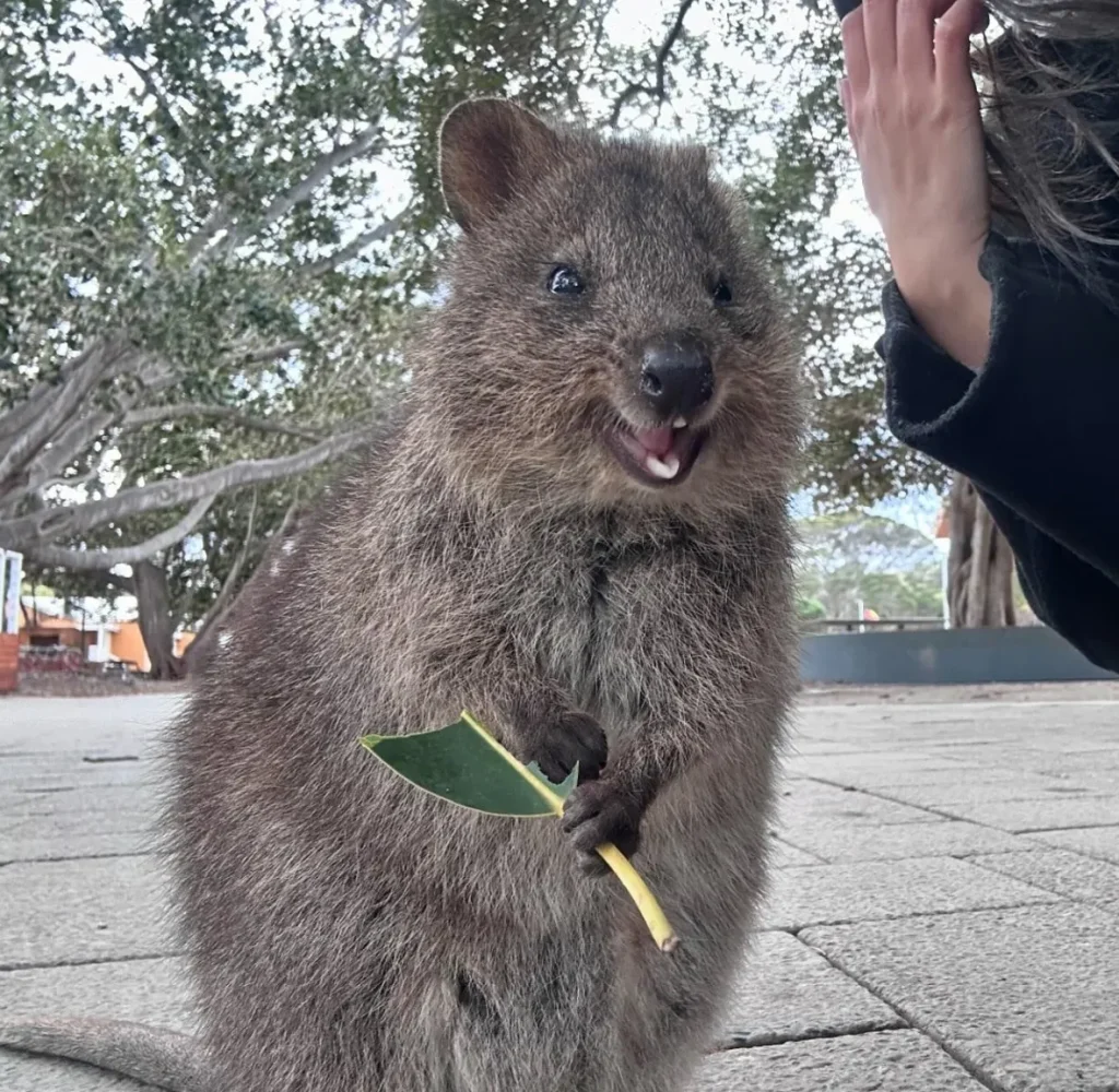 Rottnest Island