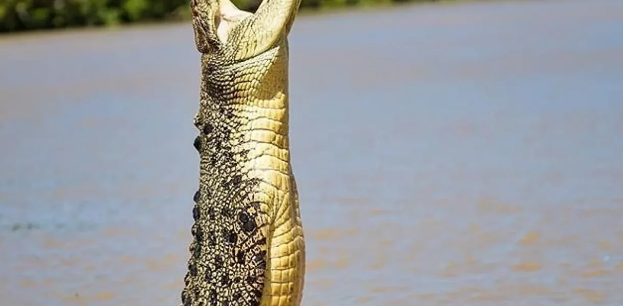 Safety Tips for Watching Jumping Crocodiles in the Wild