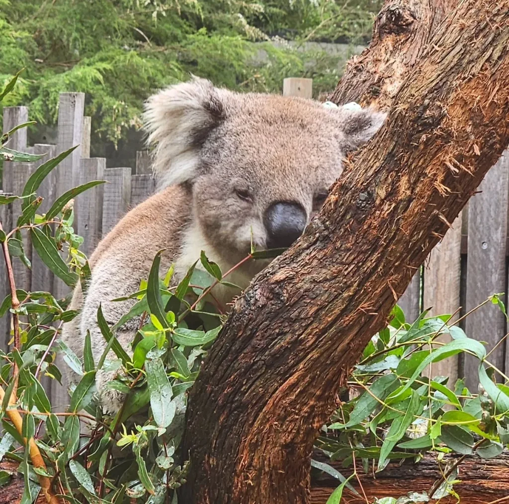 Healesville Sanctuary