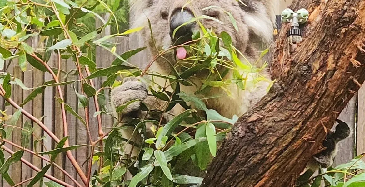 Yarra Valley’s Best Nature Spots Near Wineries