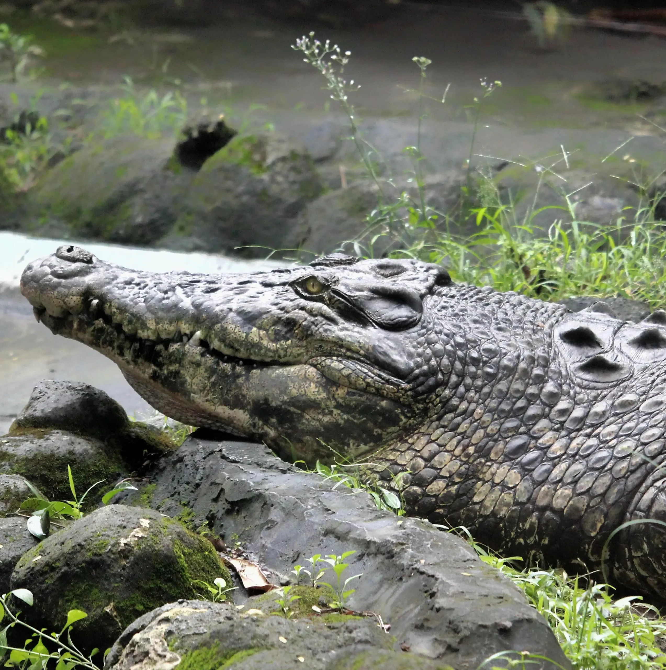 Crocodiles, Kakadu National Park